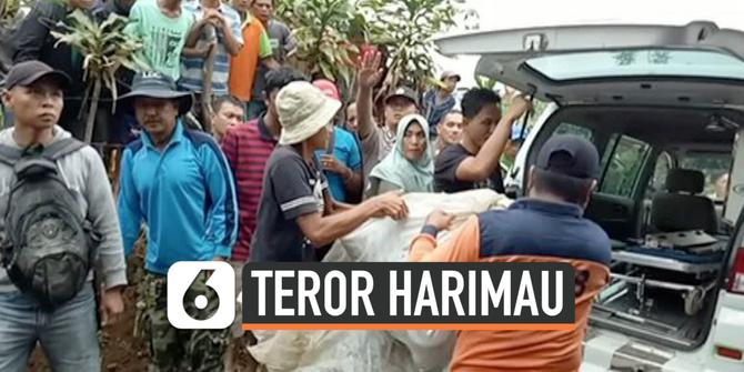VIDEO: Teror Harimau di Pagaralam, Nyawa Warga Melayang