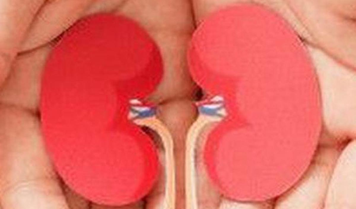 Peran Ginjal dalam Mengatur Keseimbangan Natrium dan Air dalam Tubuh