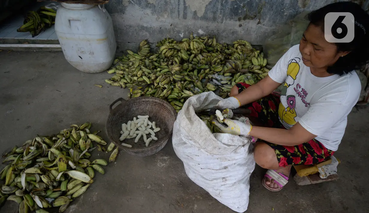 Pekerja mengupas kulit pisang untuk dijadikan keripik di Desa Cogreg, Parung Bogor, Jawa Barat, Kamis (3/9/2020). Keripik Pisang tersebut akan dikirim ke pasar dengan harga Rp 35 ribu untuk menambah pilihan oleh-oleh dari Kota Hujan. (merdeka.com/Dwi Narwoko)