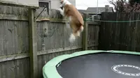 Anjing pintar ini belajar melompat dari trampolin agar bisa keluar rumah dan mengikuti majikannya bekerja.