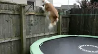 Anjing Belajar Main Trampolin Demi Ikut Majikan ke Kantor 