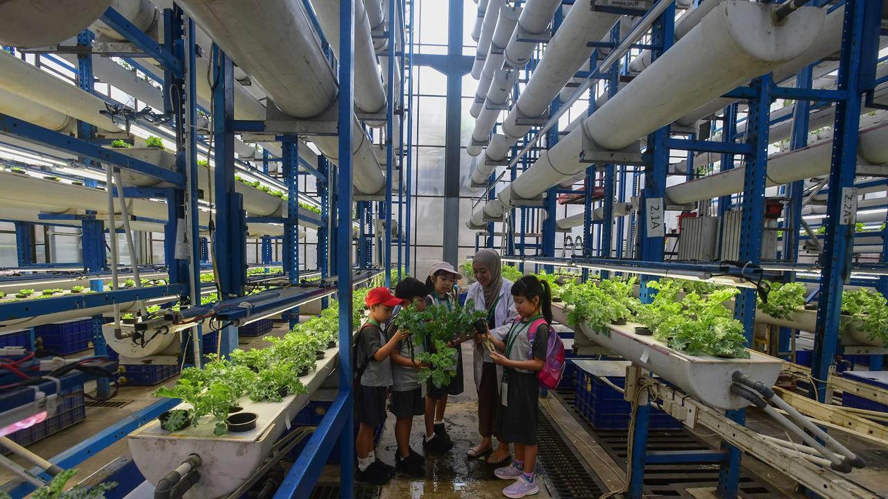 FOTO: Belajar Hidroponik di Kebun Vertikal Tertinggi di Indonesia