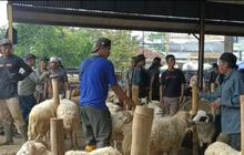 Laku Keras Jelang Iduladha, Ini Sederet Keunggulan Domba Priangan yang Banyak Dijual di Cianjur
