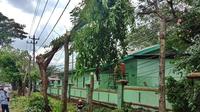 Pohon-pohon peneduh di Kota Makassar ditebang pihak PLN (Liputan6.com/Ahmad Yusran)