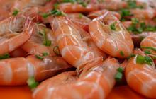 Cara Praktis Simpan Udang Tanpa Bau dan Tetap Segar