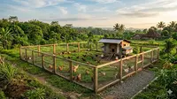 8 Desain Kebun Ayam dengan Pagar Tinggi agar Lebih Aman