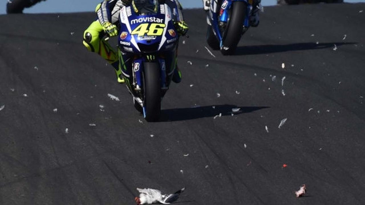 Nasib tragis burung camar jadi 'tumbal' MotoGP di Phillip Island