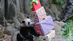 Le le, panda raksasa pertama yang lahir di Singapura, memeriksa hadiah yang diterima pada hari ulang tahunnya yang ke-2. (Photo by Roslan RAHMAN / AFP)