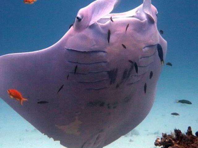 Ramah Dan Jinak Racun Ikan Pari Ternyata Berbahaya Buatmu Citizen6 Liputan6 Com