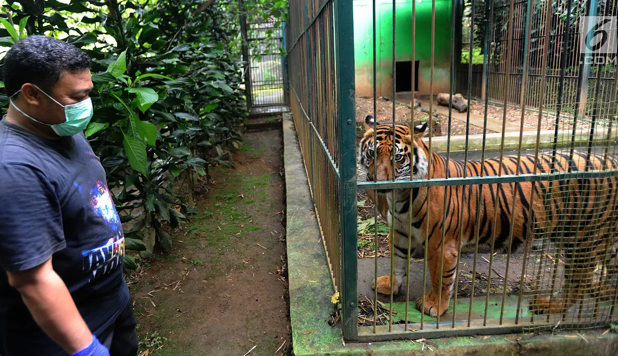 Dokter hewan yang juga aktivis Animal Sanctuary Trust Indonesia (ASTI)  memeriksa Harimau Sumatera (Panthera tigris sumatrae) bernama Eva yang merupakan hasil sitaan di tempat Pusat Transit Satwa Gadog ASTI Bogor, Senin (11/3). (merdeka.com/arie basuki)