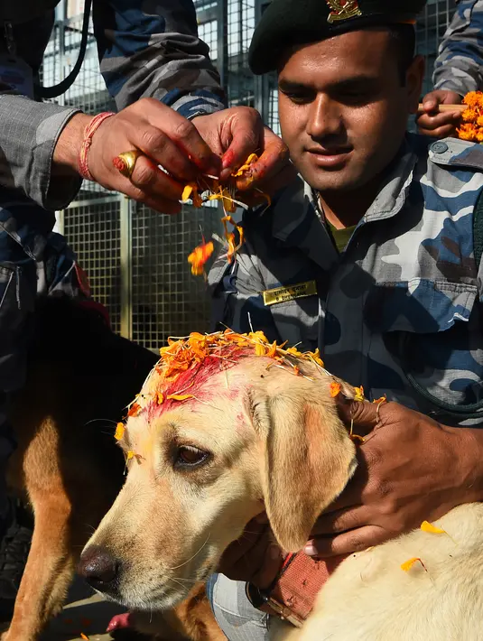 Personel kepolisian Nepal memberikan kalung bunga dan bubuk merah di dahi anjing polisi selama perayaan festival Tihar di Kathmandu, Selasa (6/11). Pada hari kedua digelar ritual Kukur Tihar, perayaan yang dikhususkan untuk anjing. (PRAKASH MATHEMA/AFP)