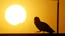 Siluet burung merpati terlihat saat fenomena Gerhana Matahari Parsial di Kathmandu, Nepal, Rabu (9/3/2016). Selain Indonesia, fenomena  gerhana matahari juga melintasi beberapa negara meski tak sepenuhnya total. (REUTERS/Navesh Chitrakar)