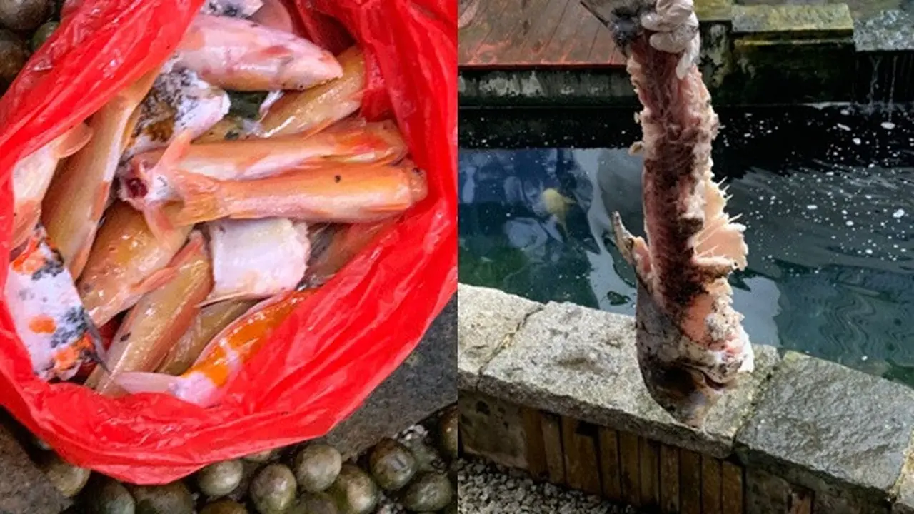 Pemilik Syok Ikan Koi Seharga Ratusan Juta Dimakan Berang-Berang
