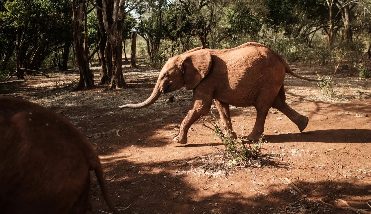 Gajah yatim piatu berjalan di panti asuhan gajah David Sheldrick Wildlife Trust di Nairobi, Kenya, 12 Maret 2019. Perburuan liar gajah dewasa untuk diambil gadingnya, membuat banyak bayi dan anak gajah ditinggalkan induk mereka. (Yasuyoshi CHIBA/AFP)