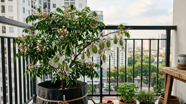 tanaman buah dalam pot yang cocok untuk balkon apartemen