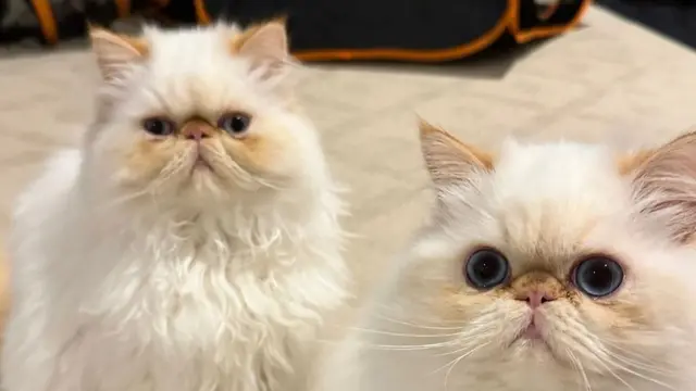 2 kucing milik Cara Delevingne