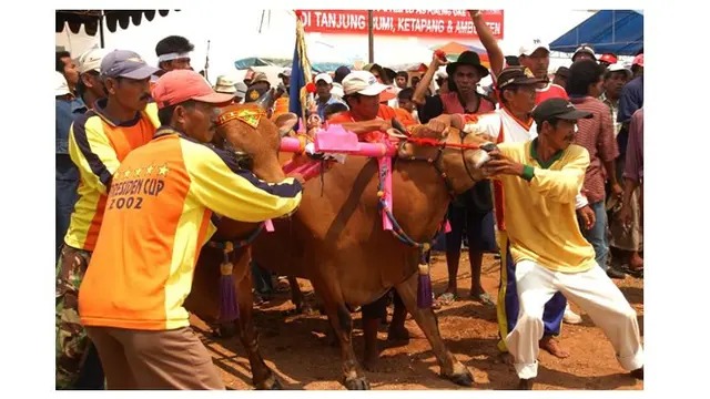 Karapan sapi memiliki empat babak