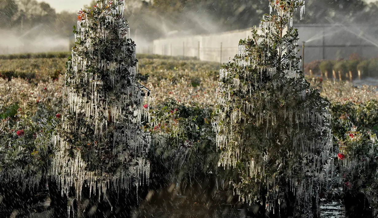 Lapisan es tipis menyelimuti tanaman hias di Taman Plant, Fla di Florida tengah (4/1). Cuaca ekstrem yang melanda daerah di AS membuat petani menyemprotkan air ke tanaman untuk membantu melindungi dari suhu yang sangat dingin. (AP Photo / Chris O'Meara)
