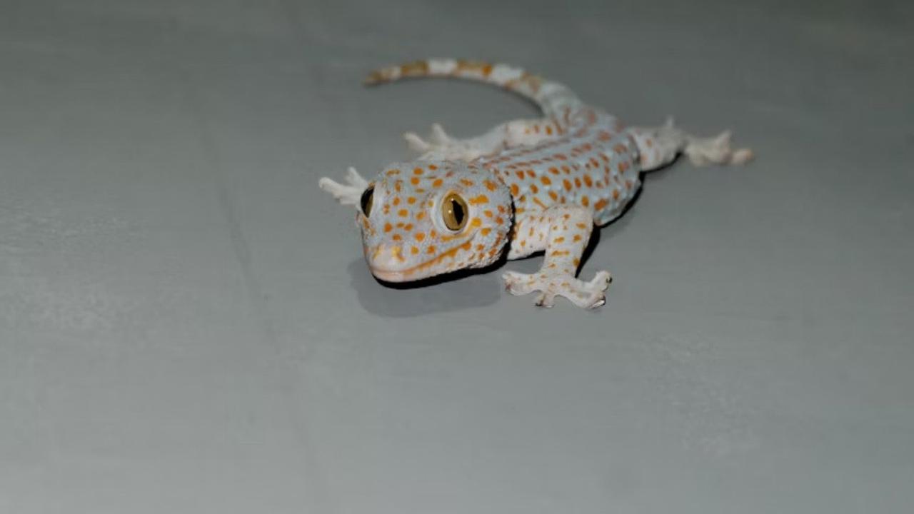 Kerap Dianggap Hewan Pengganggu, Ketahui Manfaat dan Risiko Keberadaan Cicak di Rumah
