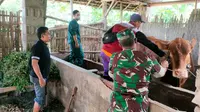 Satgas: Penularan Virus PMK Berhasil Terkendali dalam 3 Minggu Terakhir