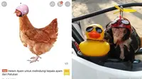 6 Helm untuk Ayam Ini Anti-mainstream, Bikin Ngakak (sumber: Twitter/txtdarionlshop/hasyimarr)