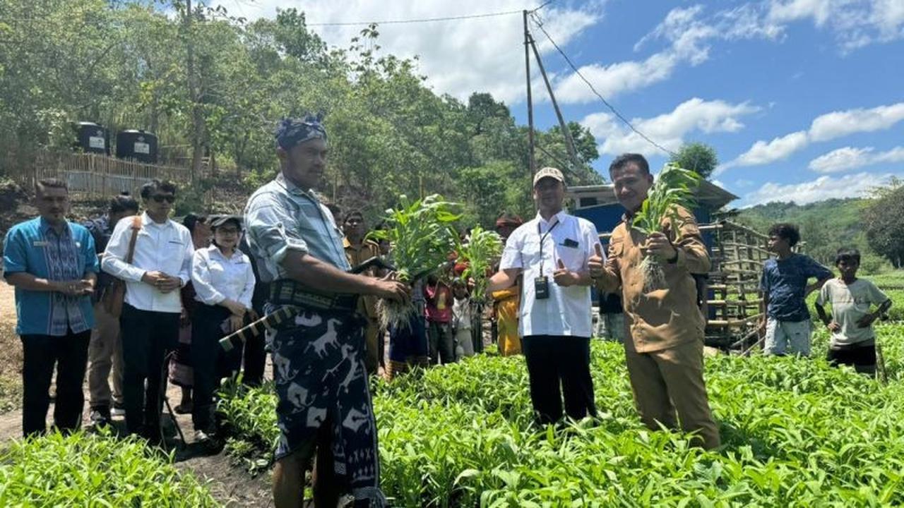 Mengejutkan! Program Electrifying Agriculture Sumba Tumbuh 2,6 Persen, Dorong Modernisasi Pertanian di NTT