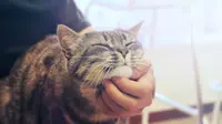 Bikin Kucing Merasa Senang dengan Mengelus Bagian Dagunya