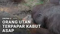 Tidak hanya kepada manusia, dampak buruk kebakaran hutan yang melanda Kalimatan turut dirasakan satwa. Satu individu orang utan ditermukan lemas tak sadarkan diri, diduga terpapar kabut asap.
