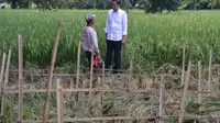 Turun dari Mobil, Jokowi Sapa Petani di Tengah Sawah