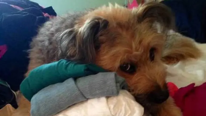 Ketika Hewan Peliharaan Ditinggal Majikannya Travelling