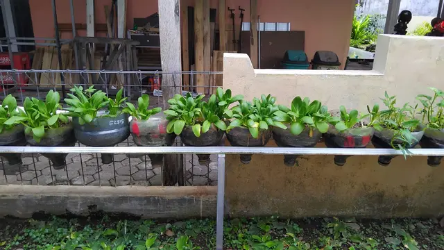 4 Cara Menyulap Pekarangan Rumah Jadi Supermarket Hidup, Kiat dari Ibu-ibu KWT
