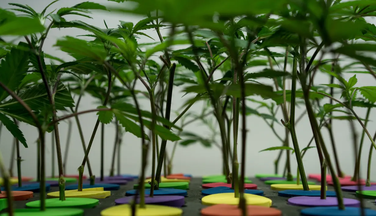 Tumbuhan ganja yang tumbuh subur  di perkebunan milik Alternative Solutions tak jauh dari Gedung Putih, Washington DC, Amerika (20/4). Ganja ini ditanam untuk keperluan medis untuk melayani kebutuhan 3.700 pasien lokal. (Brendan Smialowski / AFP)