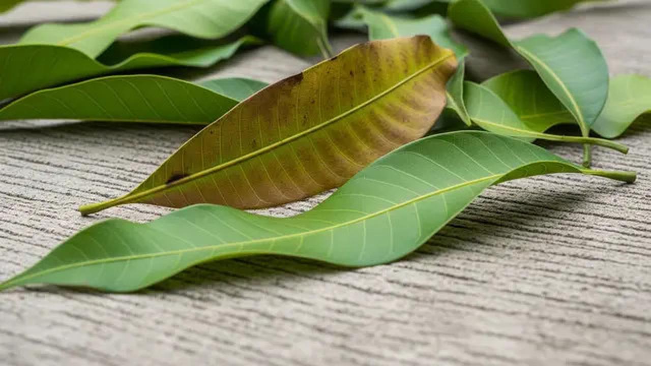 5 Khasiat Daun Mangga untuk Kesehatan: Dari Sumber Antioksidan hingga Penurun Gula Darah