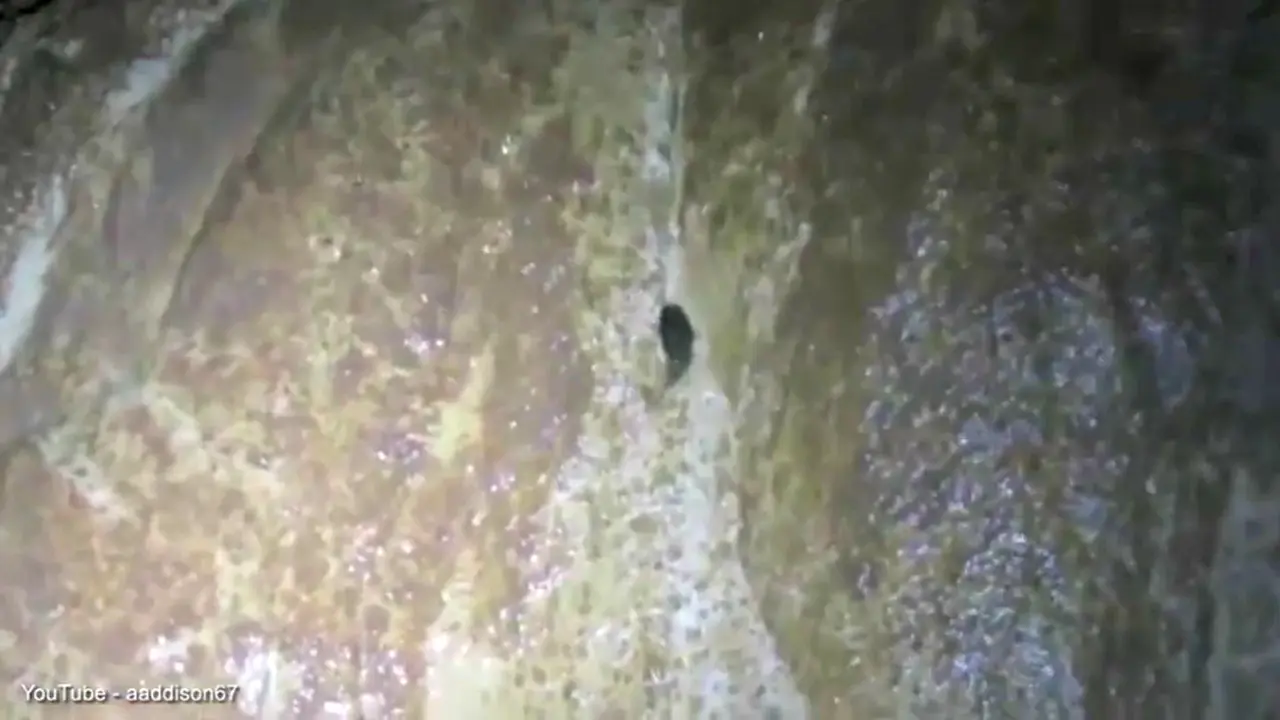 Wow, Ikan Lele Memanjat Tebing Tegak Lurus 