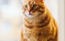 Harga Vaksin Kucing Lengkap, Pahami Usia yang Tepat untuk Memvaksin