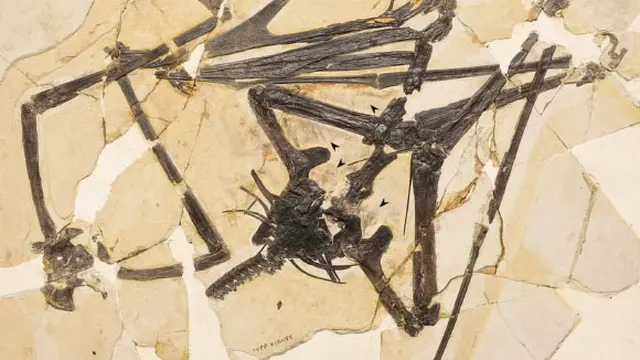 Pterosaurus