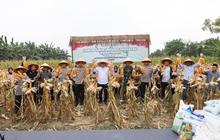 Fantastis! Petani Untung Puluhan Juta Rupiah, Polda Banten Sukses Panen Jagung 1.772 Hektare