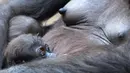 Bayi gorila bernama Kio beristirahat dengan ibunya Kumili di kebun binatang di Leipzig, Jerman (7/2). Kio lahir pada malam hari antara 5 dan 6 Desember 2017. (AP Photo / Jens Meyer)