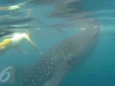 Petugas berenang bersama Hiu Paus (Shark Whale) di Desa Botu Barani, Kabupaten Bone Bolango, Gorontalo, Senin (4/7). Kehadiran Hiu Paus menjadi sorotan wisatawan lokal dan mancanegara. (Liputan6.com/herman Zakharia)