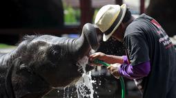 Seorang penjaga memberikan air ke gajah kecil di Ayutthaya, Bangkok, Thailand, (11/8/2015). Acara tahunan ini diselenggarakan untuk meningkatkan kesadaran tentang konservasi gajah. (REUTERS/Chaiwat Subprasom)