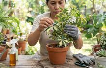 10 Cara Menghilangkan Cabuk pada Tanaman Hias, Daun Kembali Sehat dan Bersih