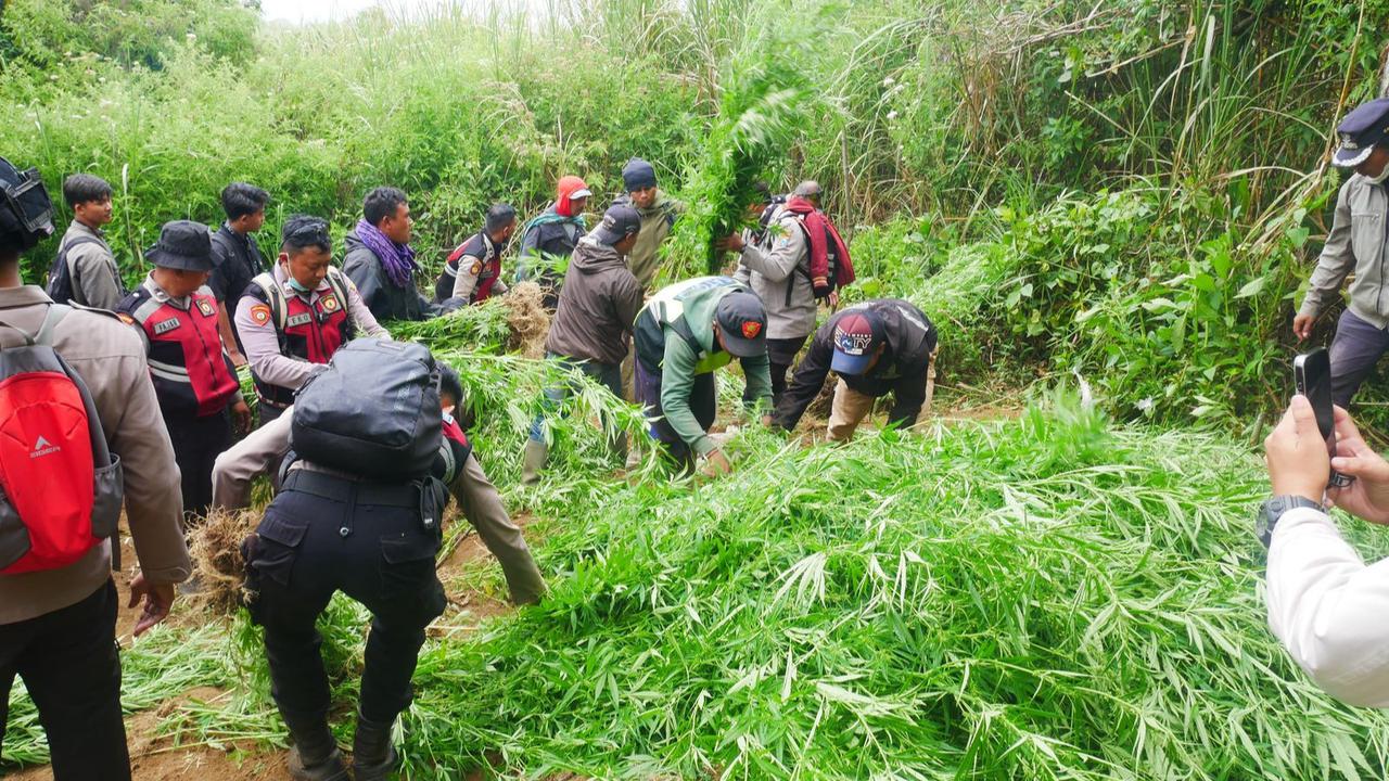 Larangan Drone Terbang dengan Ladang Ganja di Taman Nasional Bromo Tengger Semeru