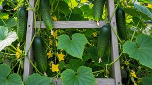 Cara Mengatasi Timun yang Banyak Bunga tetapi Gagal Berbuah, Sebuah Tips untuk Berkebun di Rumah