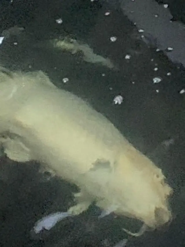 Pemilik Syok Ikan Koi Seharga Ratusan Juta Dimakan Berang-Berang