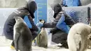 Para staf mengukur tinggi seekor bayi penguin kaisar di taman hiburan Chimelong Ocean Kingdom yang berada di Zhuhai, Provinsi Guangdong, China pada 8 November 2020. Dalam lima tahun terakhir, total 36 penguin kaisar lahir di Chimelong Ocean Kingdom. (Xinhua/Huang Guobao)