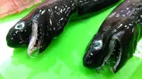 Ilmuwan Taiwan Temukan Hiu Langka Berwajah bak Alien
