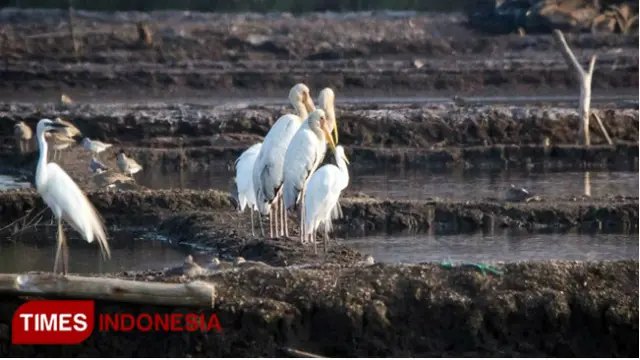 Mycteria Cinereadi, Burung Langka yang Terdeteksi di Pesisir Probolinggo