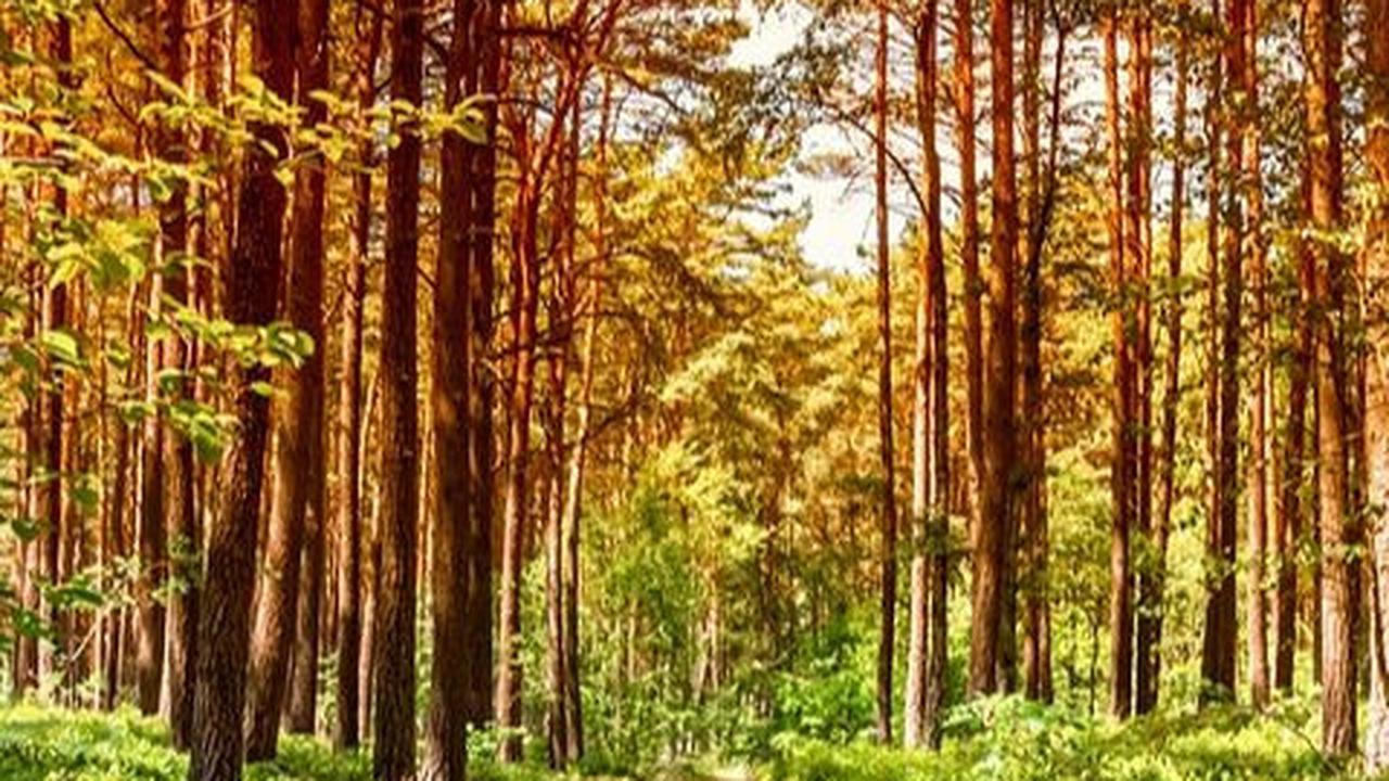 5 Wisata Lembang Populer, Sajikan Pemandangan Alam Asri