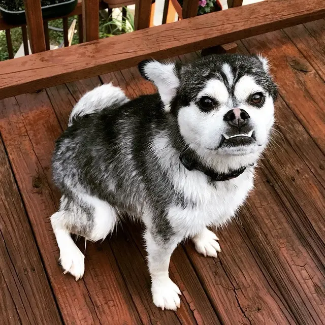 6 Potret Anjing dari Perkawinan Beda Ras Ini Lucu Banget