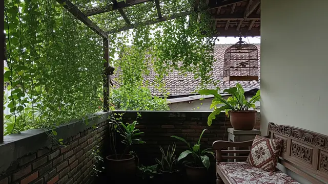 Teras dengan Tanaman Daun Kecil Rimbun, Sejuk di Musim Hujan dan Teduh saat Kemarau Model Teras Naungan dengan Tanaman Rambat dan Daun Kecil